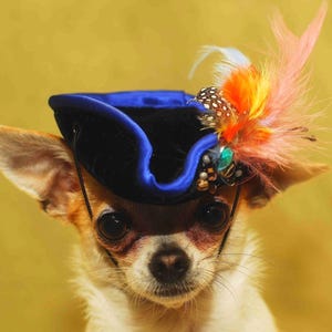 Sombrero pirata para mascotas: Disfraz de terciopelo para perro con pluma