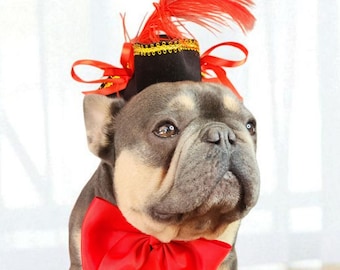 May include: A French Bulldog wearing a black hat with red feather and ribbon accents, and a large red bow tie. The dog has a gray and tan coat and is looking up. The background is a blurred white.