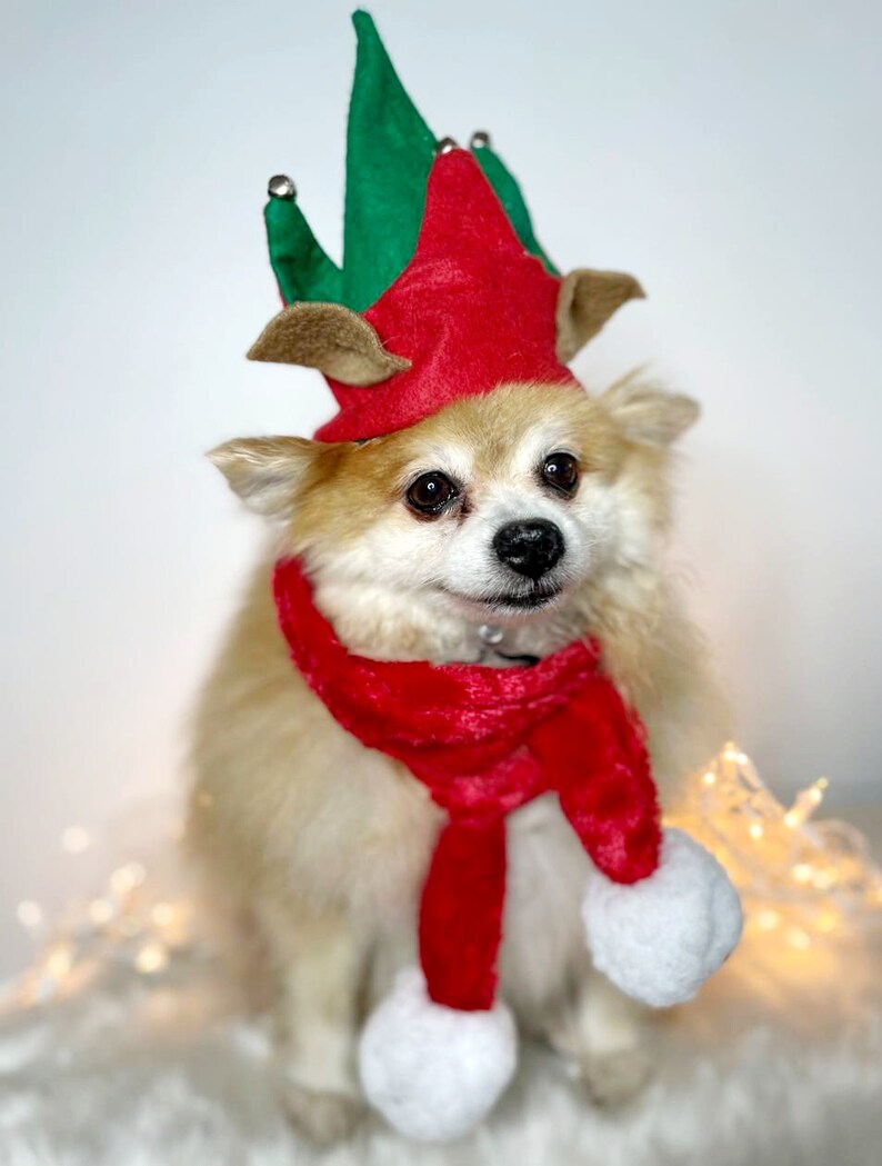 Elf Dog Hat /Elf Cat Hat / Elf Hat Costume for Pets /Dog Top Hat /Christmas Hat Costume image 2