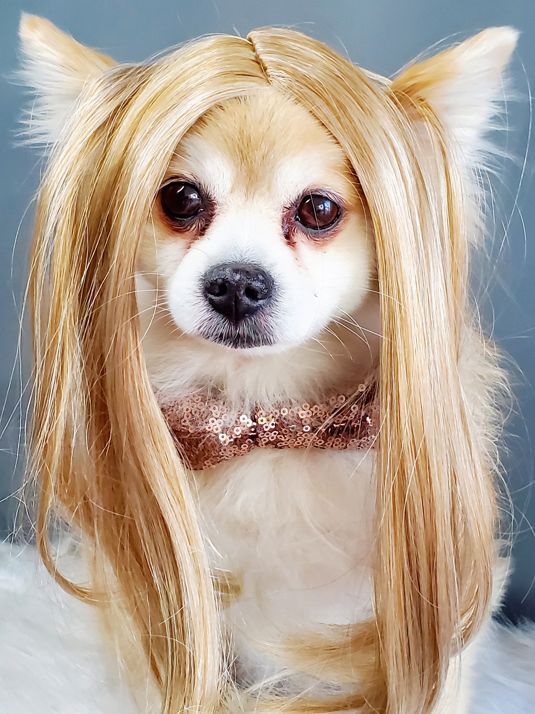 Cute Pet wig/wigs supllier pet dog cats wig Adorable Many Types Small Size 