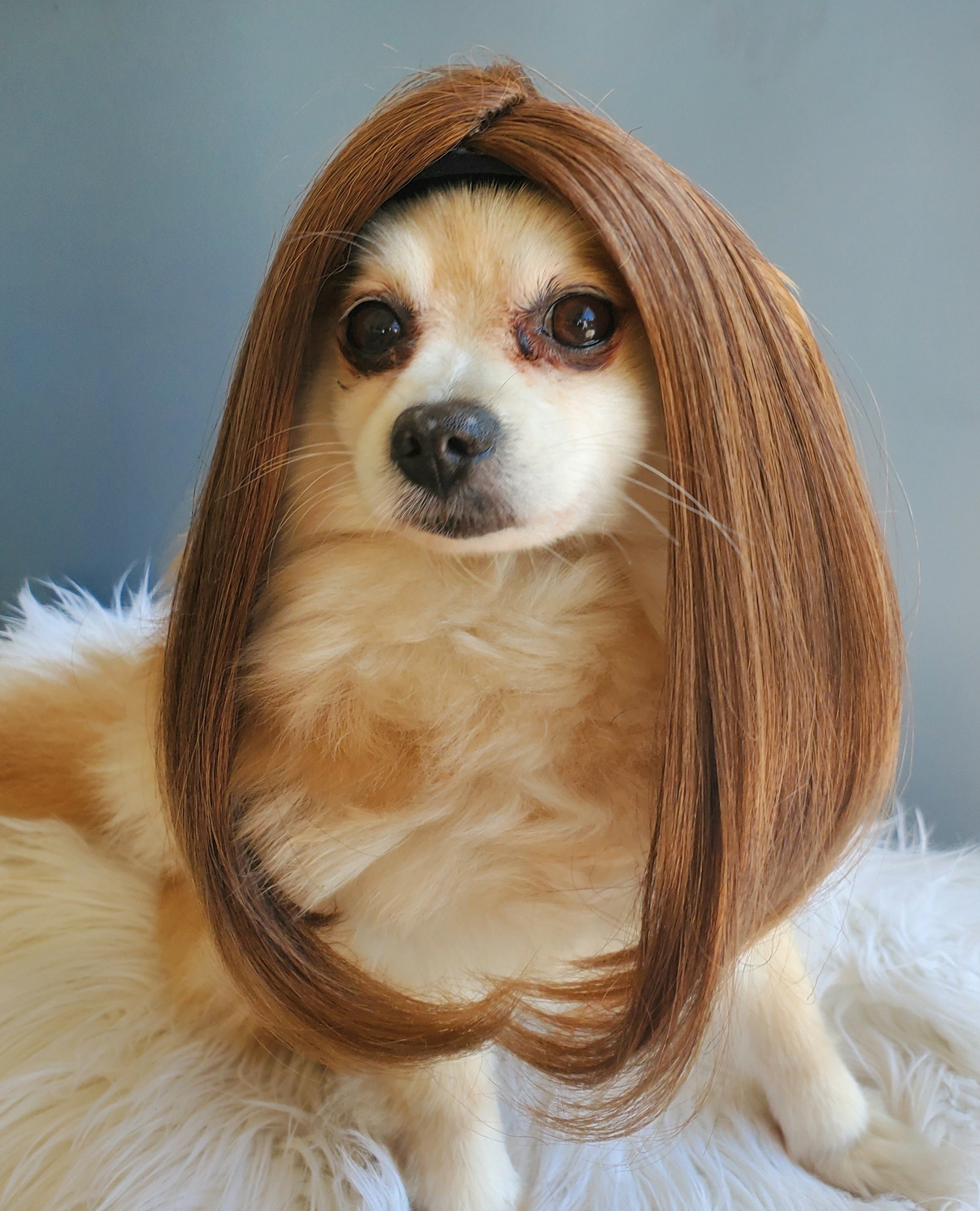 Brown wig for dog hot sale