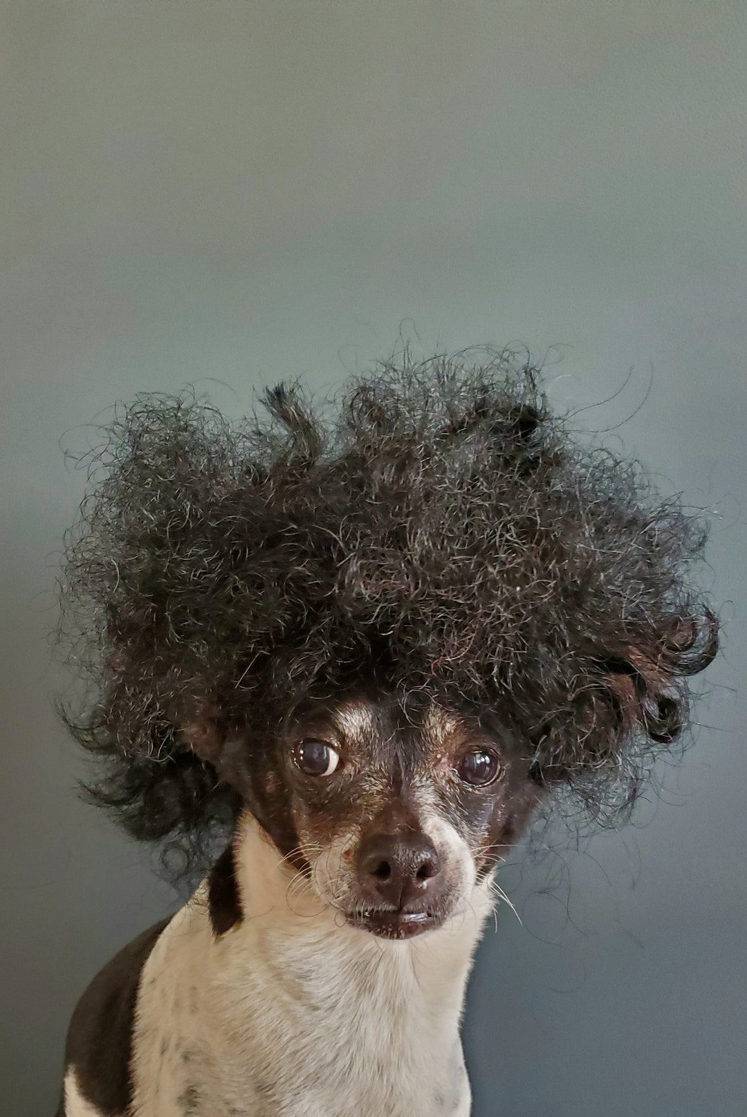 Cute Afro Wig Black Color for Your Pet / Halloween Pet Wig / Black Dog