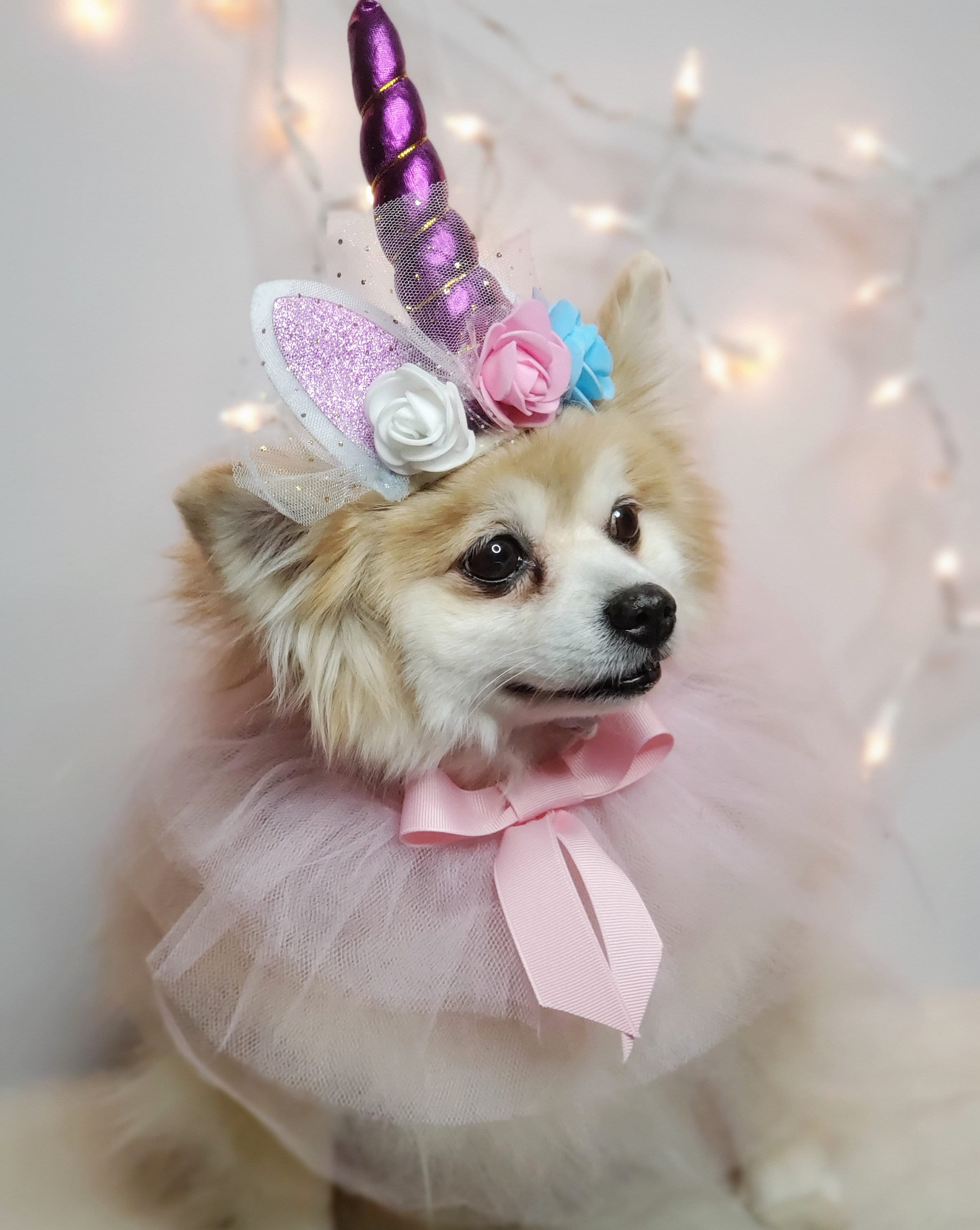 Dog dressed top as unicorn