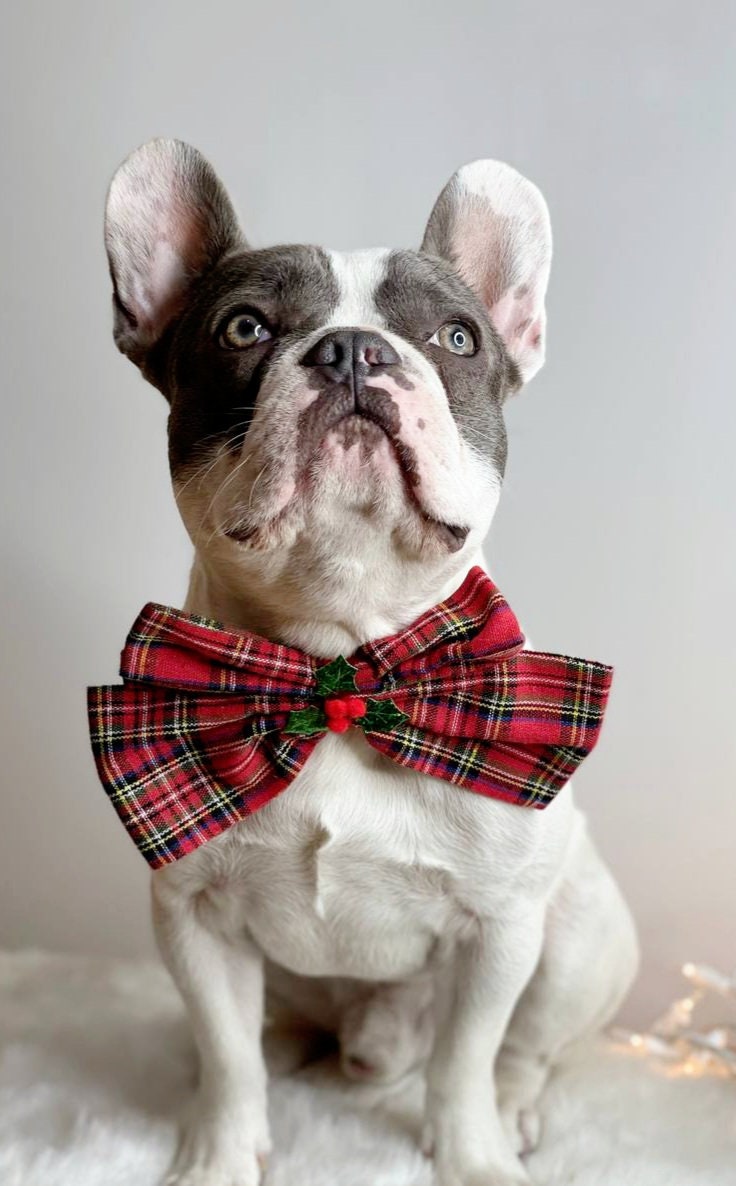 Bow Tie Dog Christmas Bow Dog Neck Tie Pet Bow Tie Dog Clothes Etsy Ireland