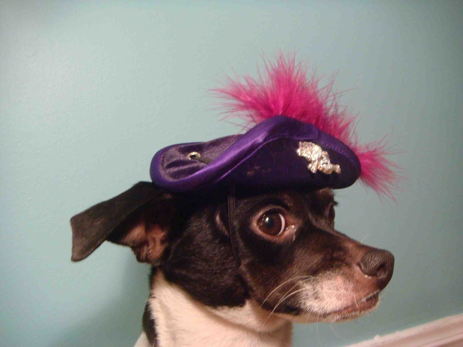 Pirate hat for dogs and cats Etsy