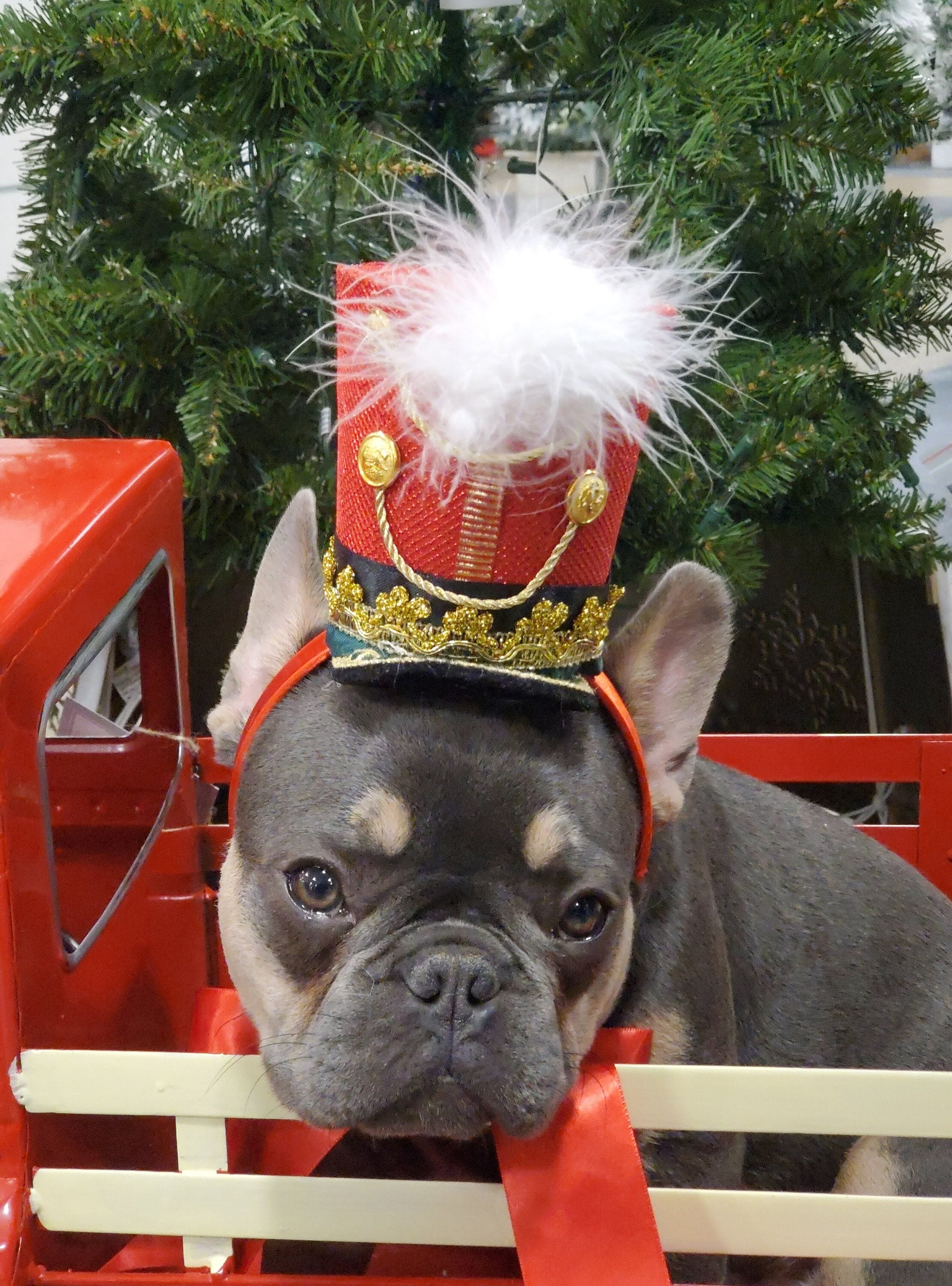 Dog Santa Costume Etsy UK