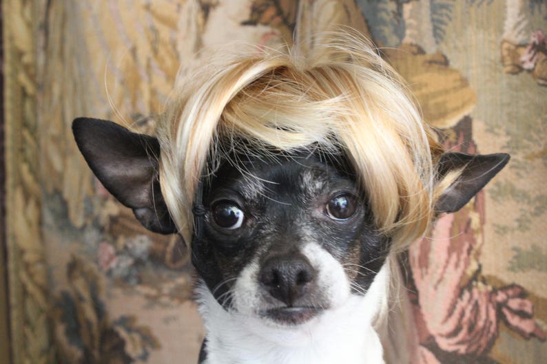 Pet blond wig for dog or cat /Halloween dog costume / Dog costume / Cat costume / image 1