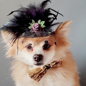 Hallowing hat for small dog /Dog costume/Dog hat/ Hat for dogs /Black  color   hat with   feather and   flower for dog or cat