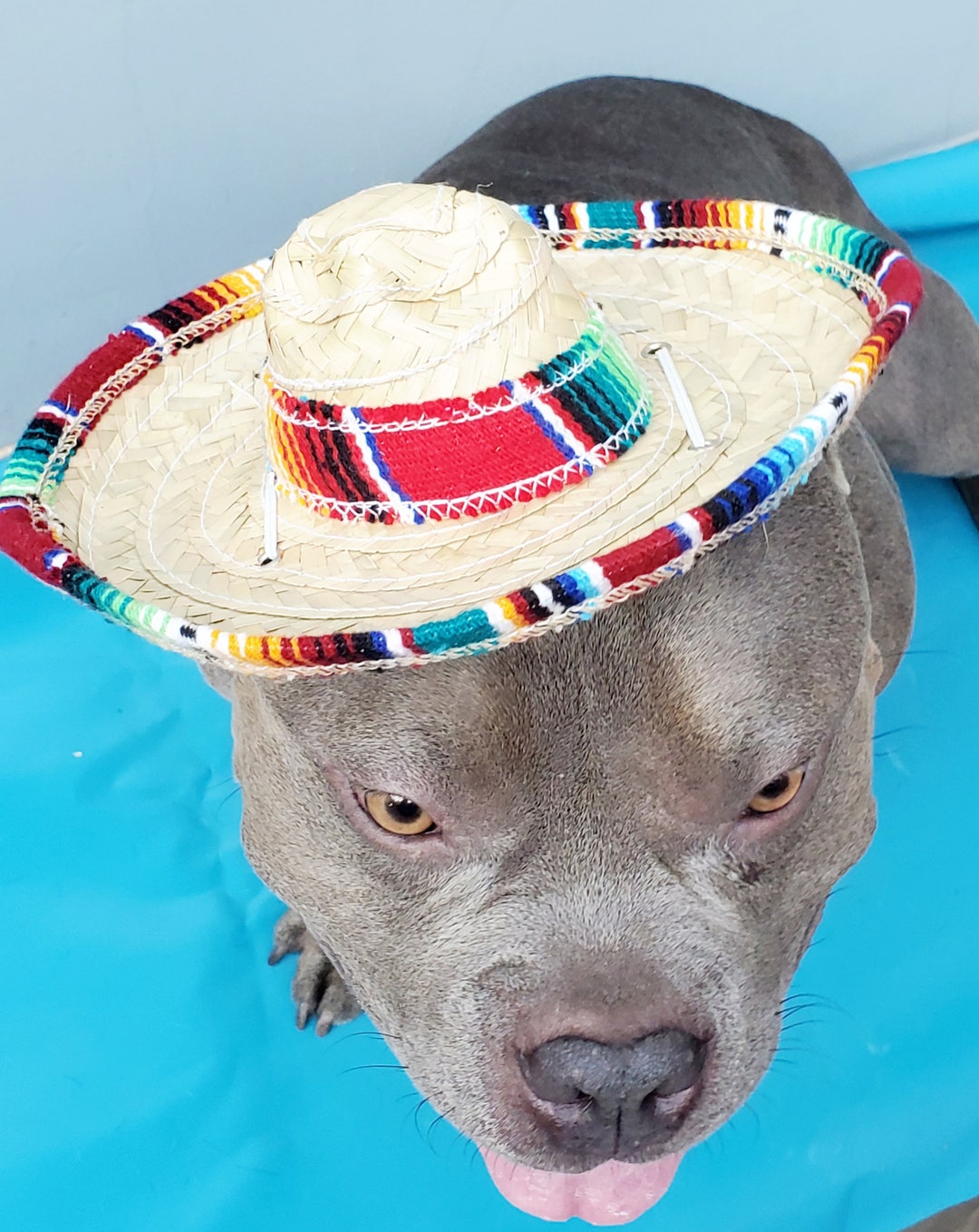 Cute Sombrero Hat for Large Dog / Halloween Dog Costume /dogs Sombrero