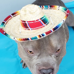 Dog Sombrero Hat: Adjustable Elastic, Halloween Costume
