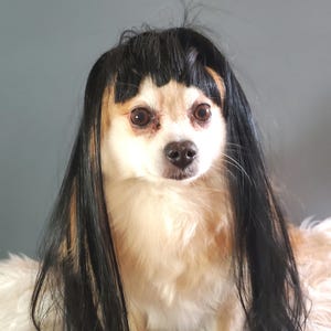 Parrucca nera per animali domestici, parrucca regolabile per costume per cane o gatto