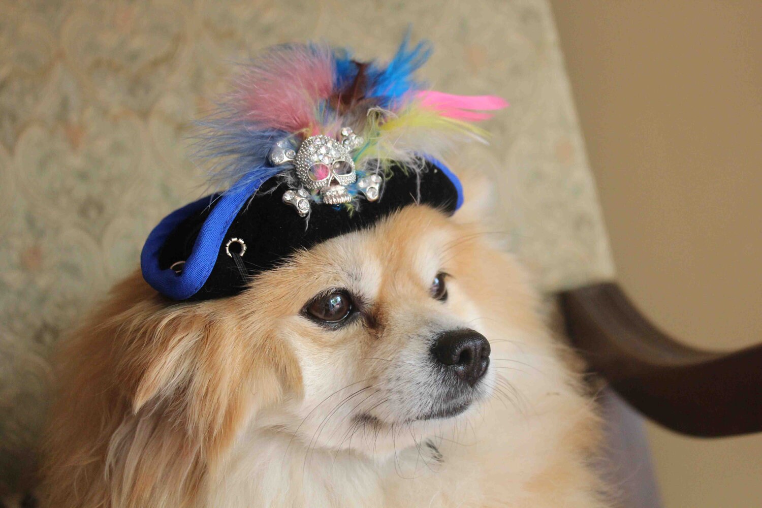 Pirate hat for dog or cat Etsy