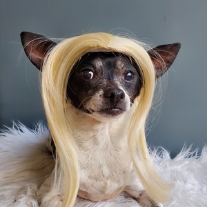 Pet Wig Blond Color for Dog or Cat / Halloween Costume /dog - Etsy