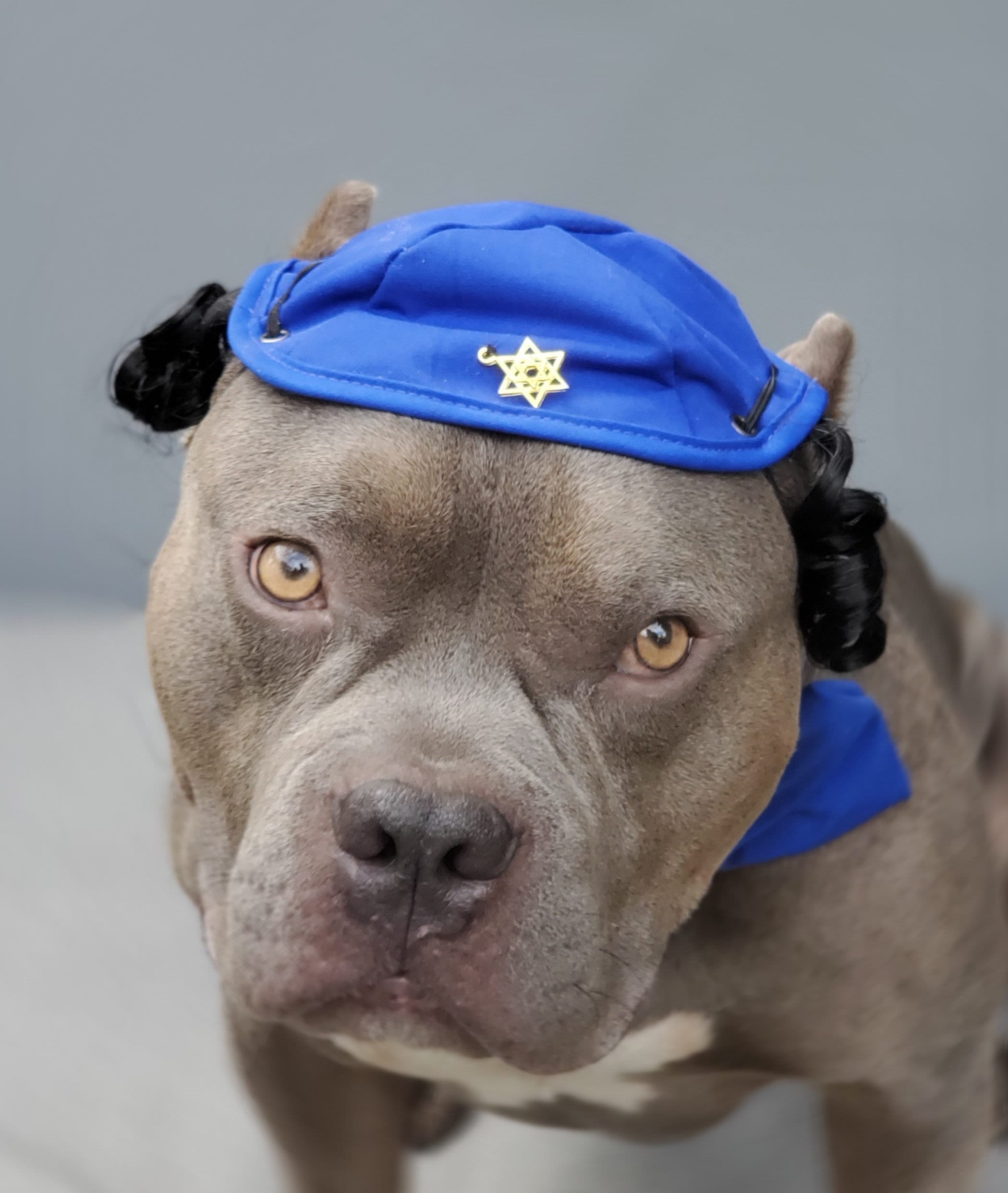 Hanukkah Dog Kippah and Bow Tie, Big Dog Hat With Star - Etsy