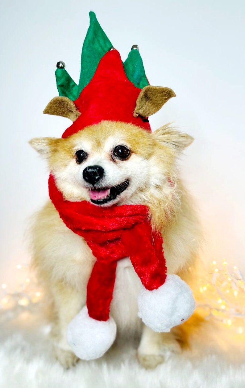 Elf Dog Hat /Elf Cat Hat / Elf Hat Costume for Pets /Dog Top Hat /Christmas Hat Costume image 4