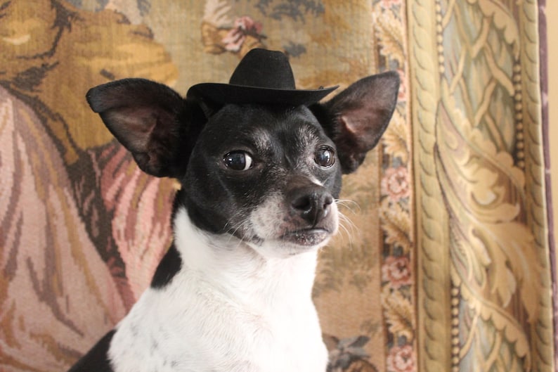 Cowboy hat for dog or cat black color /Small animals hat/Halloween dog hat /Cowboy dogs hat/ image 4