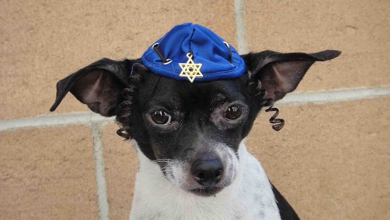Hanukkah hat for dog or cat /Hanukkah gift /Dog costume / image 5