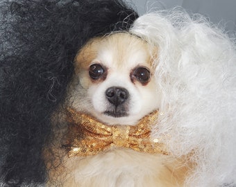 black wig on white dog