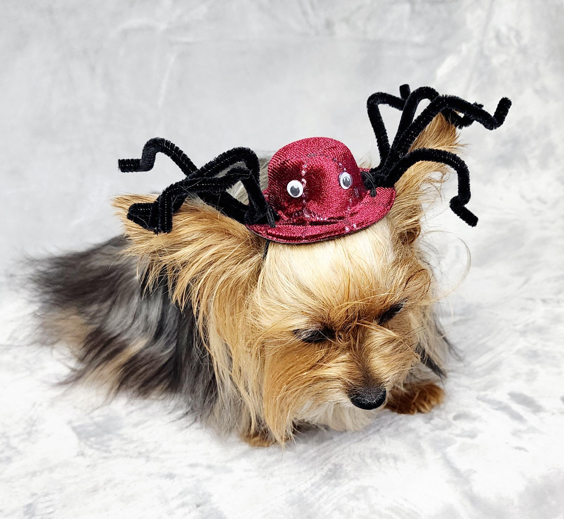 FRCOLOR Teckel-spinnenkostuum hond spin pak Halloween spinnenhond spinnenkostuum kleine enoutfits huisdierkleding huisdier feestkostuum accessoires enkleding