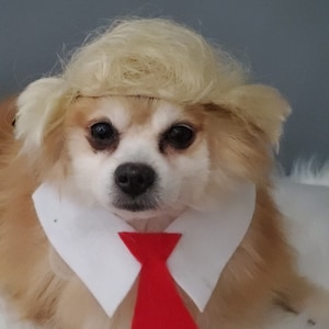 Donald Trump Pet   wig and red color   neck tie  for dog or cat/Halloween costume for pets/ Halloween costume for dogs /