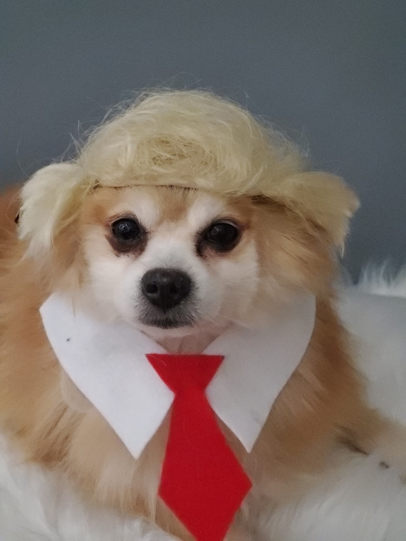 Luxe Ontoegankelijk Houden Donald Trump Pet pruik en rode kleur nek stropdas voor hond of - Etsy België