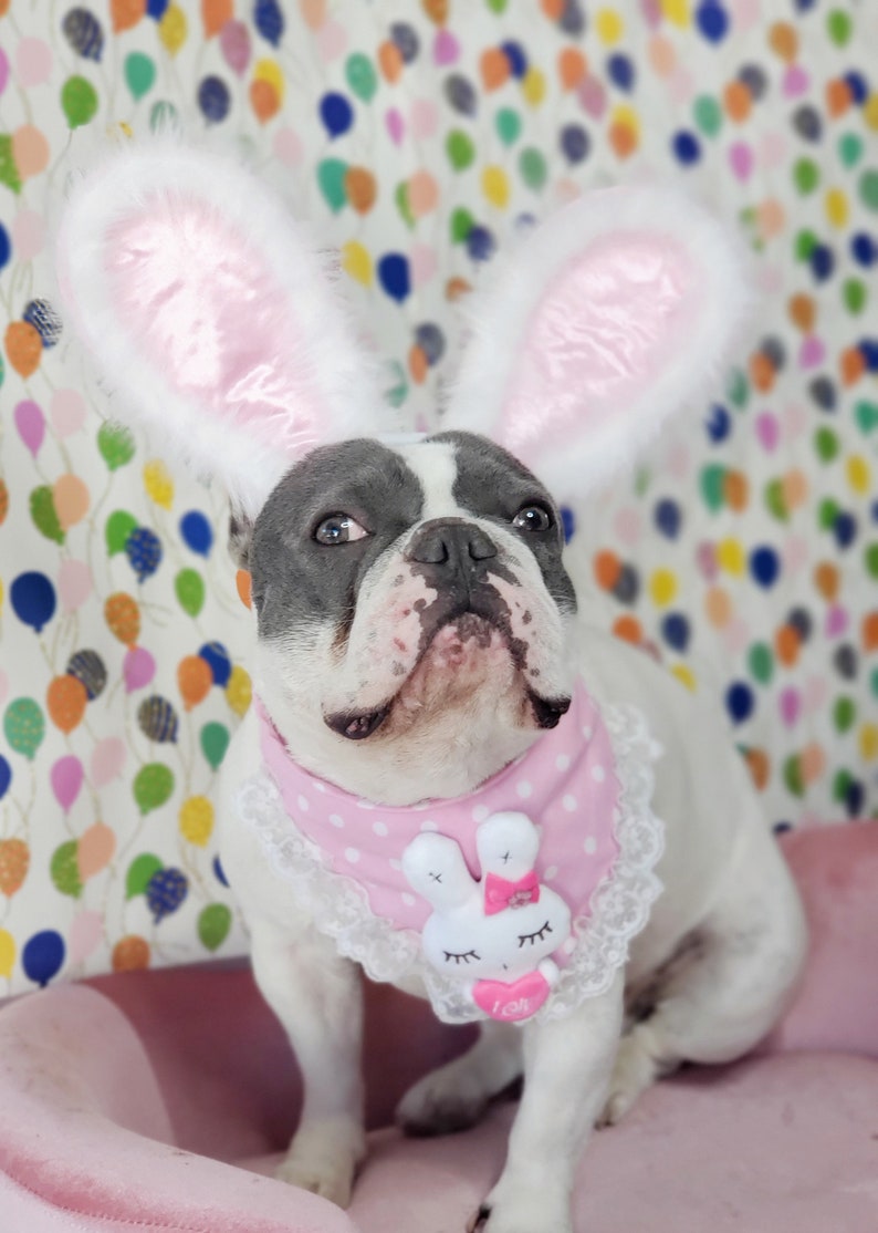 Easter Bunny headband for dog or cat /Bunny dog hat / Bunny dogs costume/ image 7