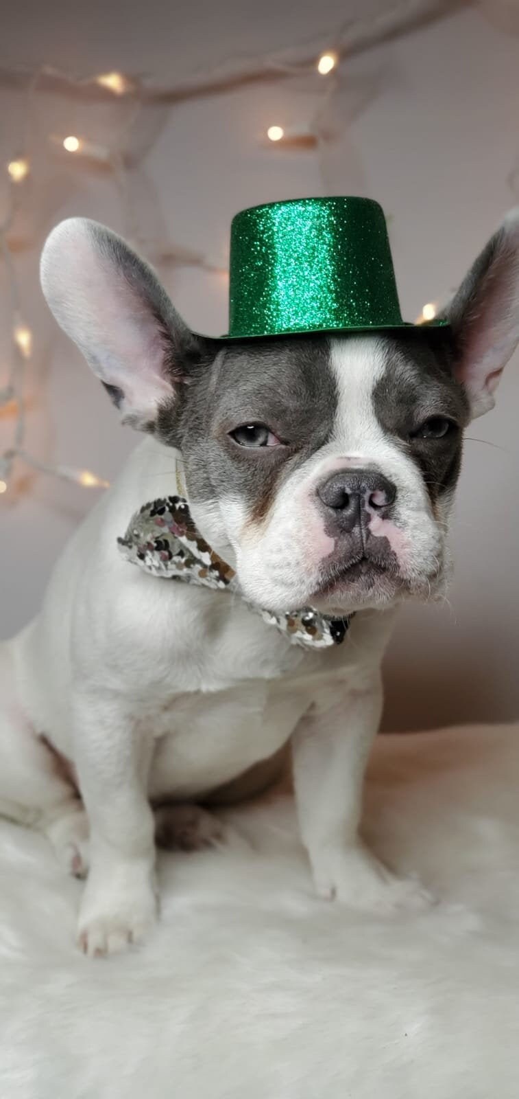 Set Listing/saint Patrick's Day Pet Hat 