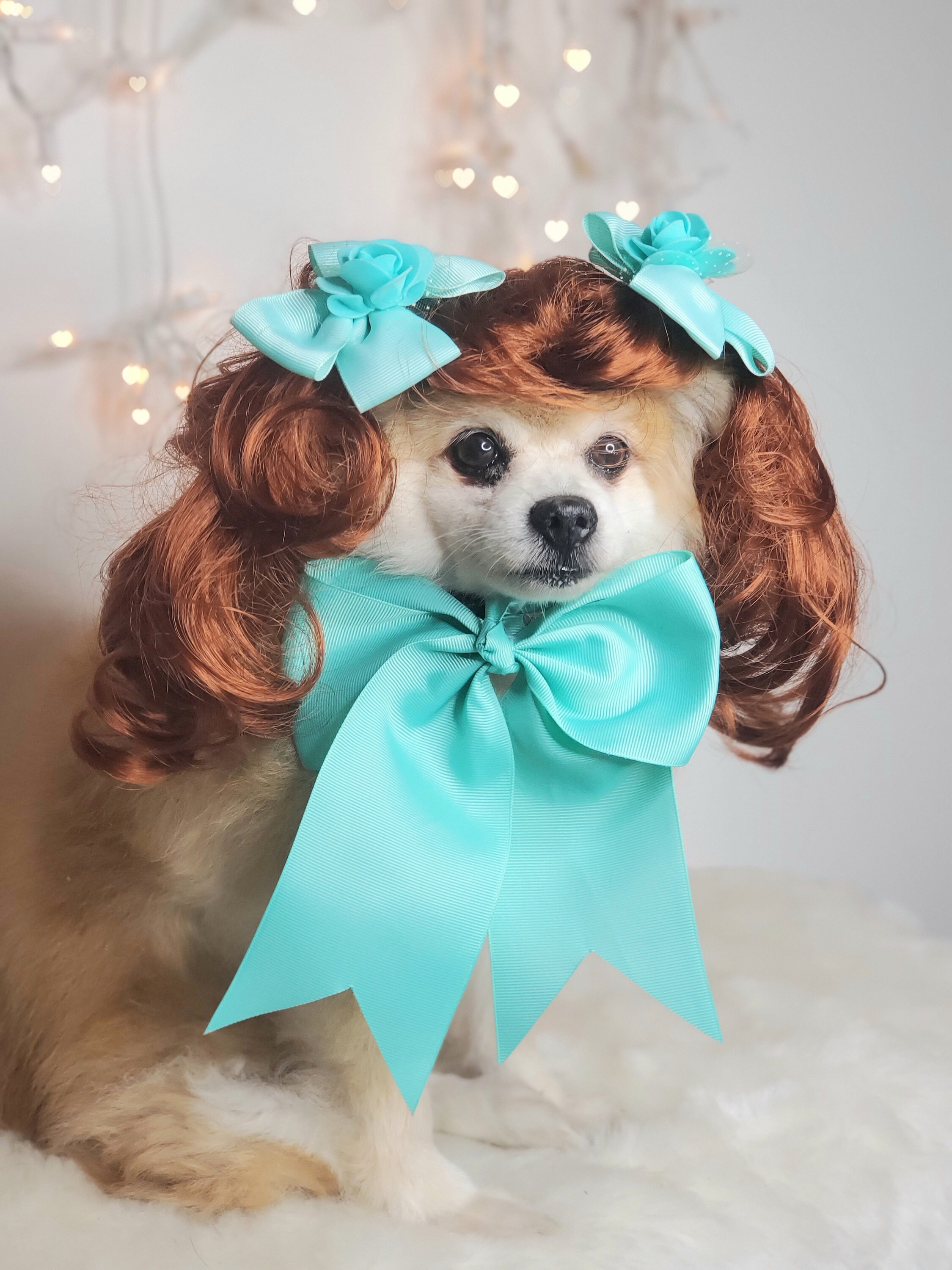 Brown Dog With Toupee Dog With Wig Stock Photo Download Image Now Animal  Mouth
