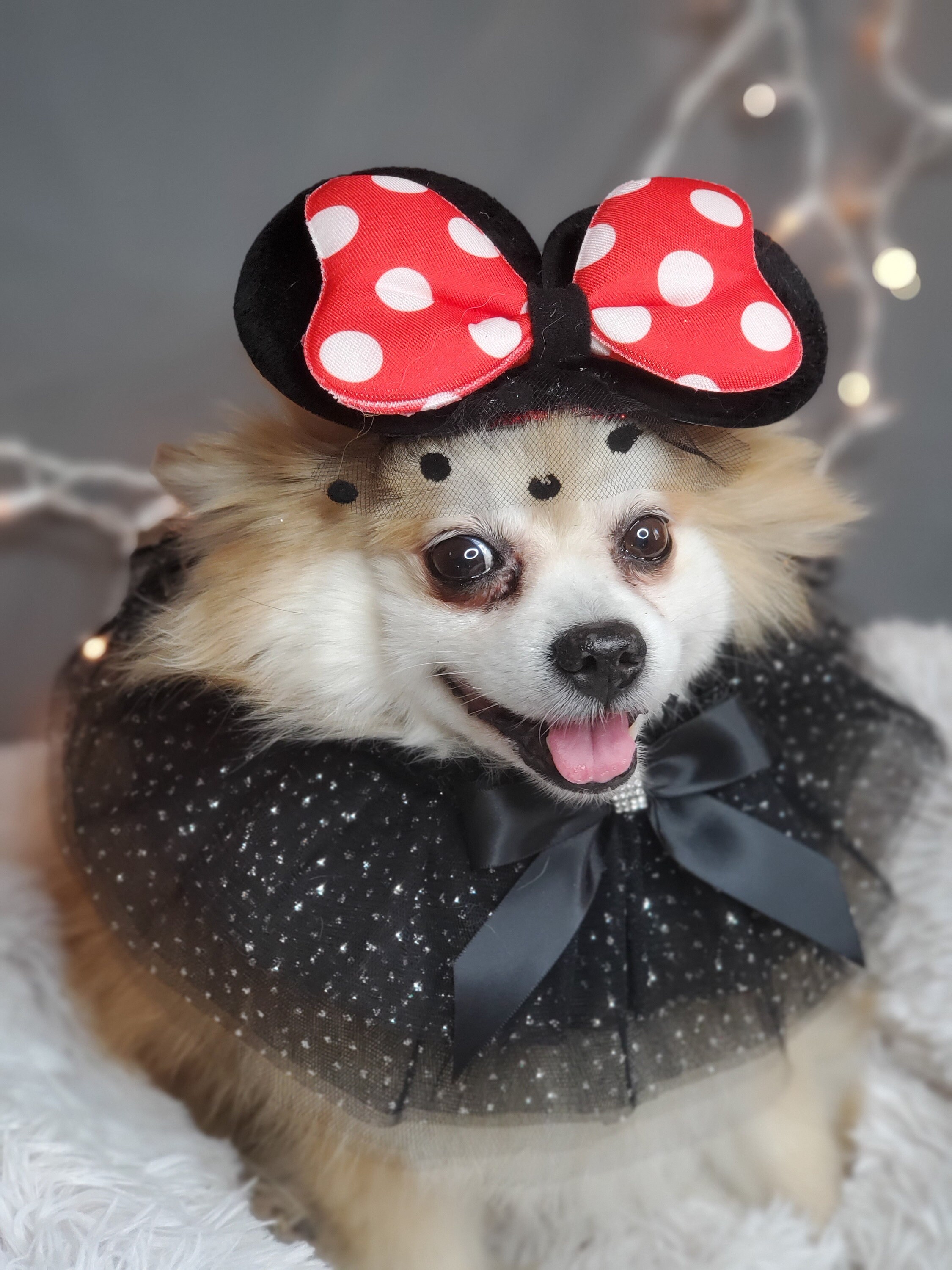 Mini Mouse Hat and Collar for Dog of Cat Halloween Dog Costume Etsy