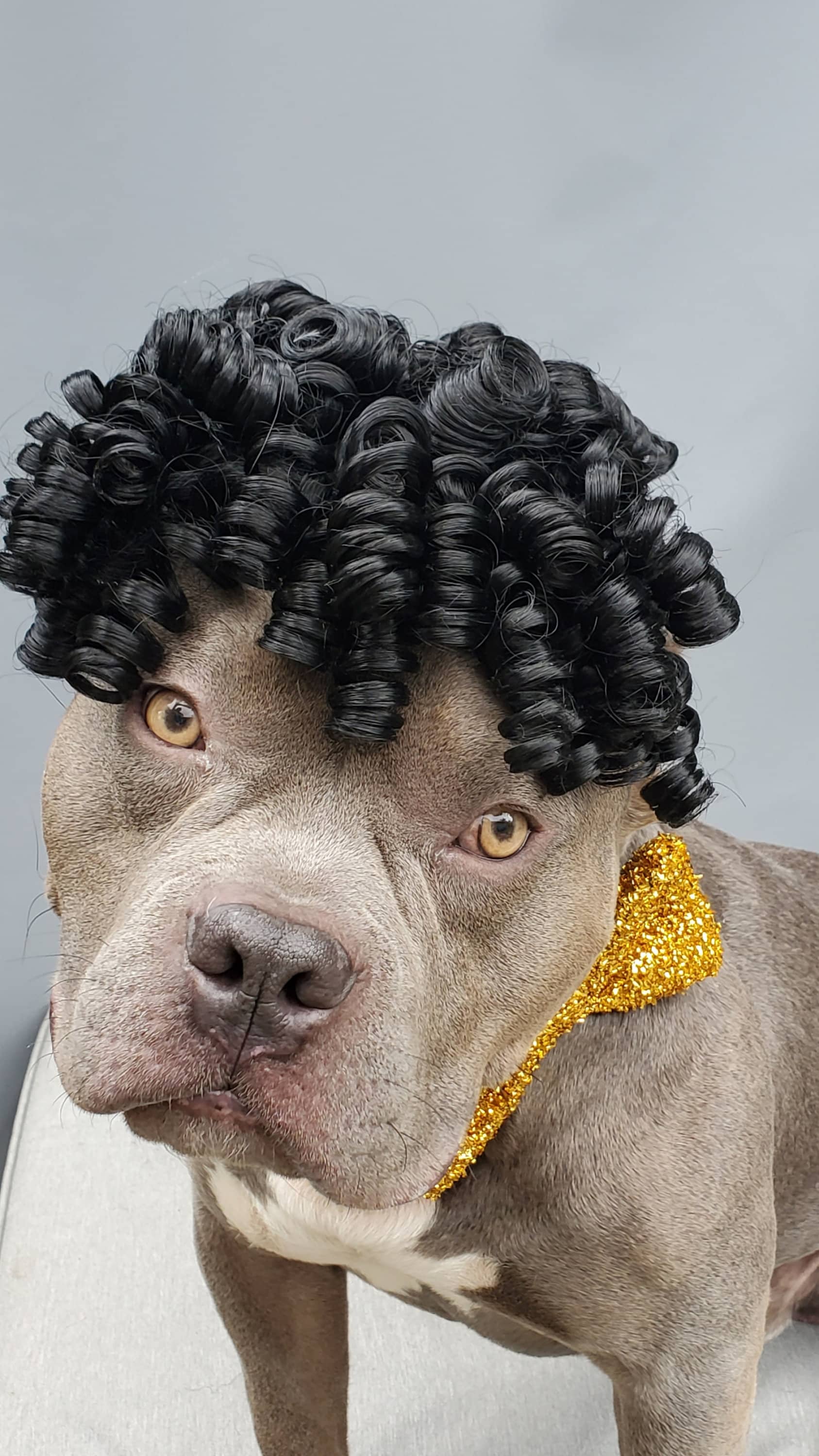 Large Size Black Color Wig for Dog dog Costume pet Costume halloween Costume for Dogs Etsy Canada