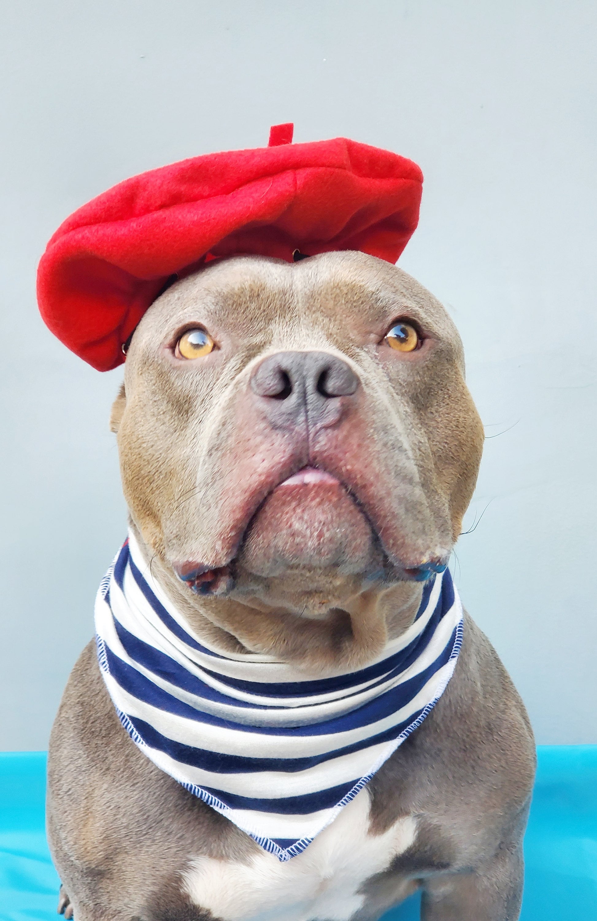 Beret hat red color for large dog Hat for large pet Etsy