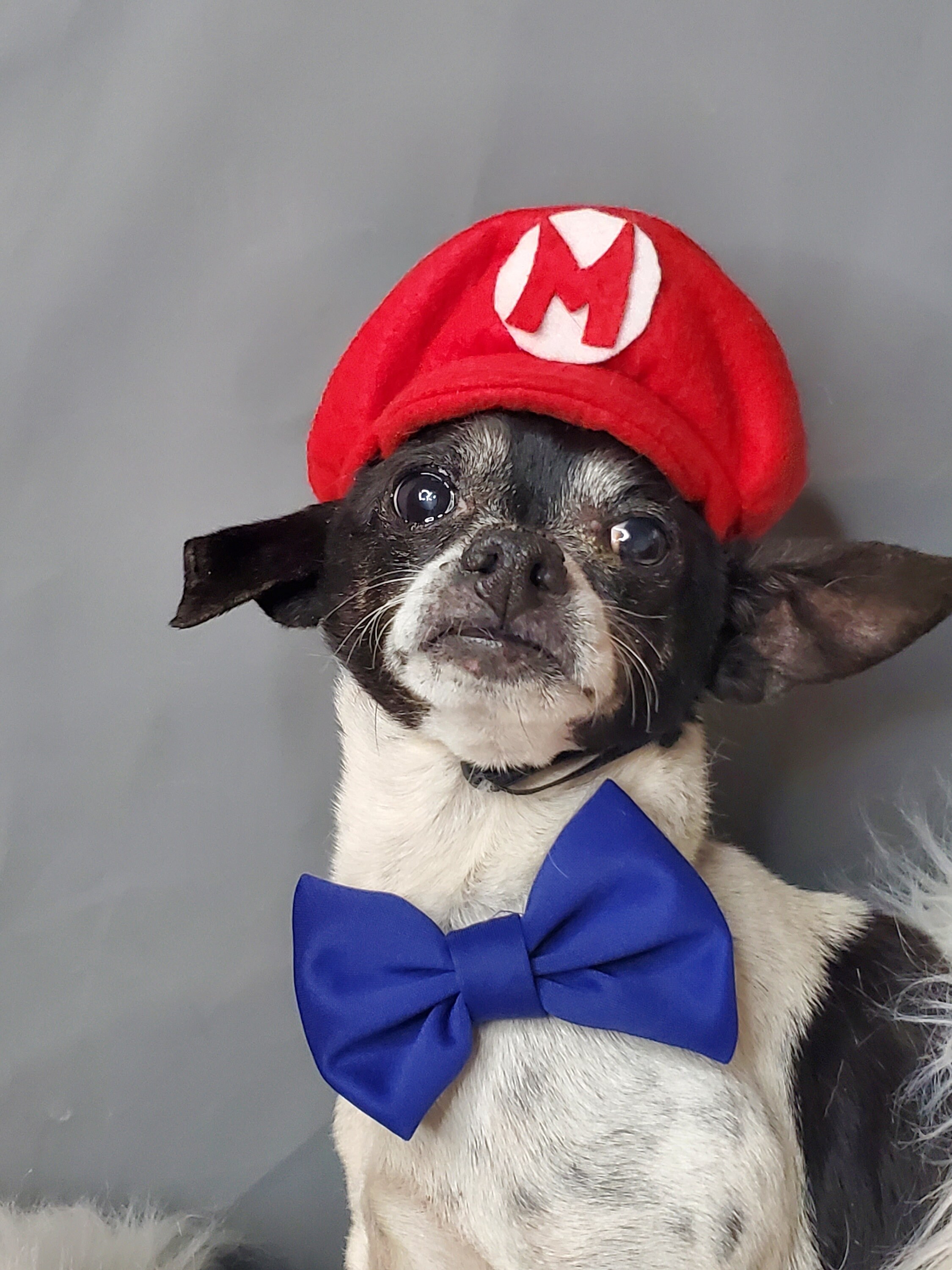 Supper Mario hat red color for dog or cat Small animal Doll Etsy