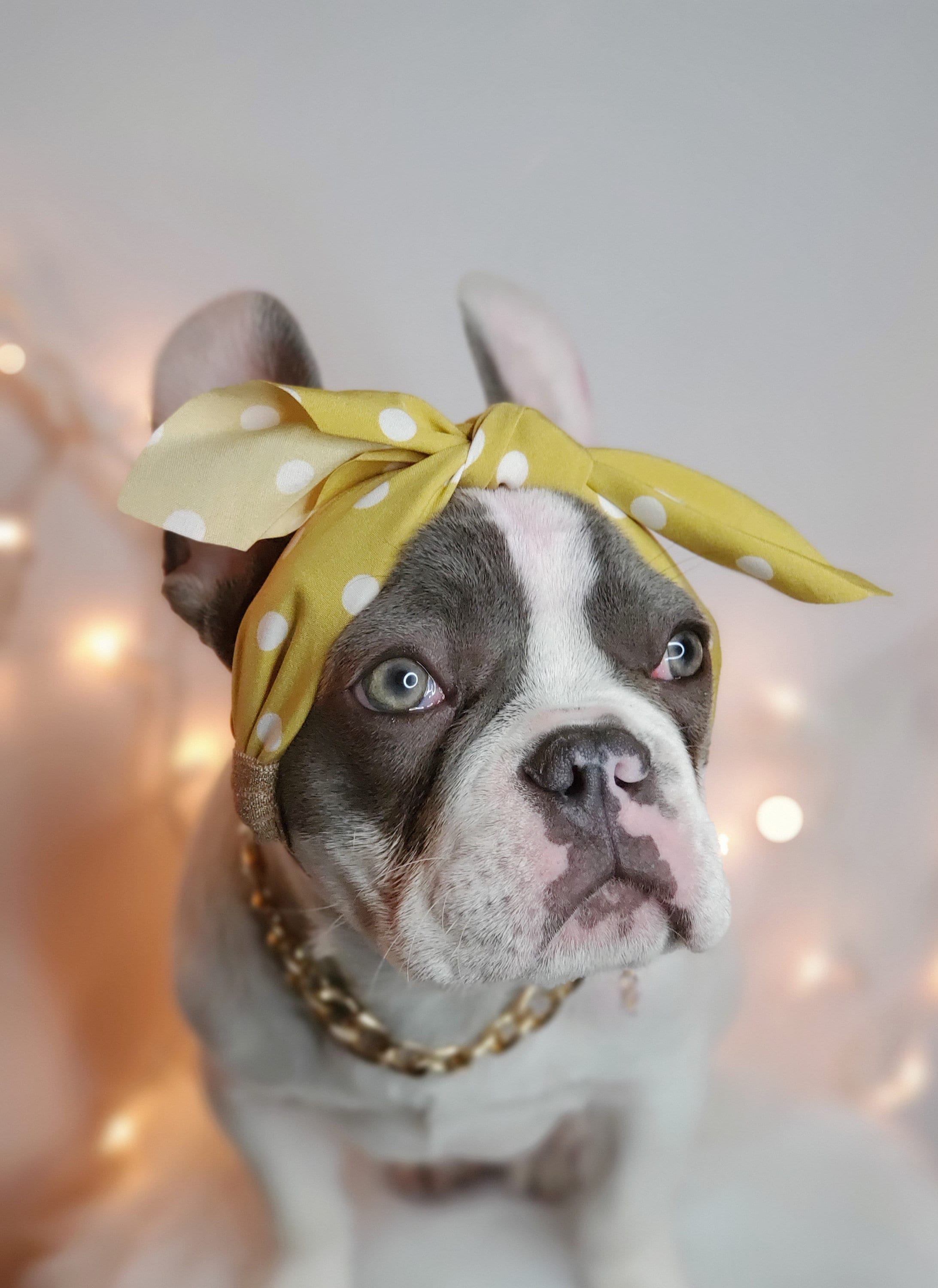 Diadema Para Perro Del Día De San Valentín Y Toalla De Saliva Para Perro, Accesorios Para Disfraz De Mascota Para El Día De San Valentín, Accesorios Para El Cabello