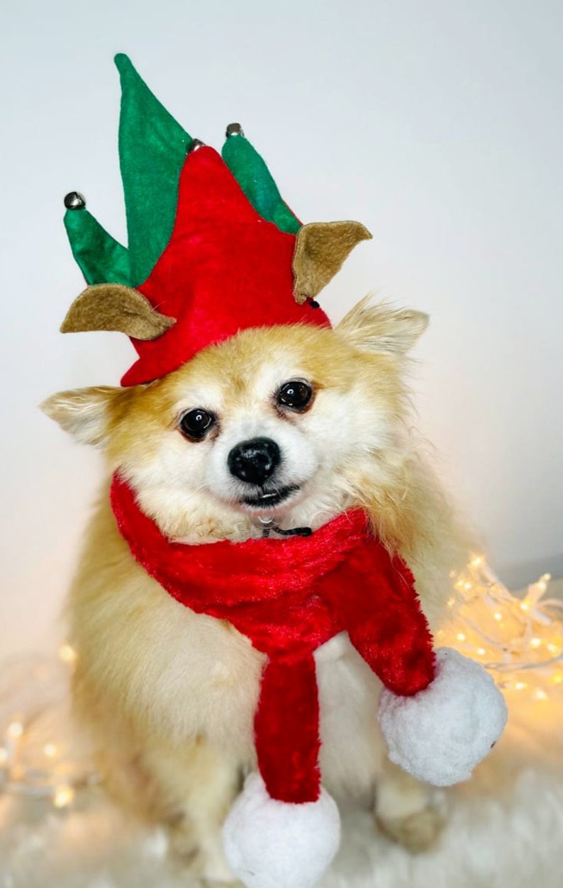 Elf Dog Hat /Elf Cat Hat / Elf Hat Costume for Pets /Dog Top Hat /Christmas Hat Costume image 3