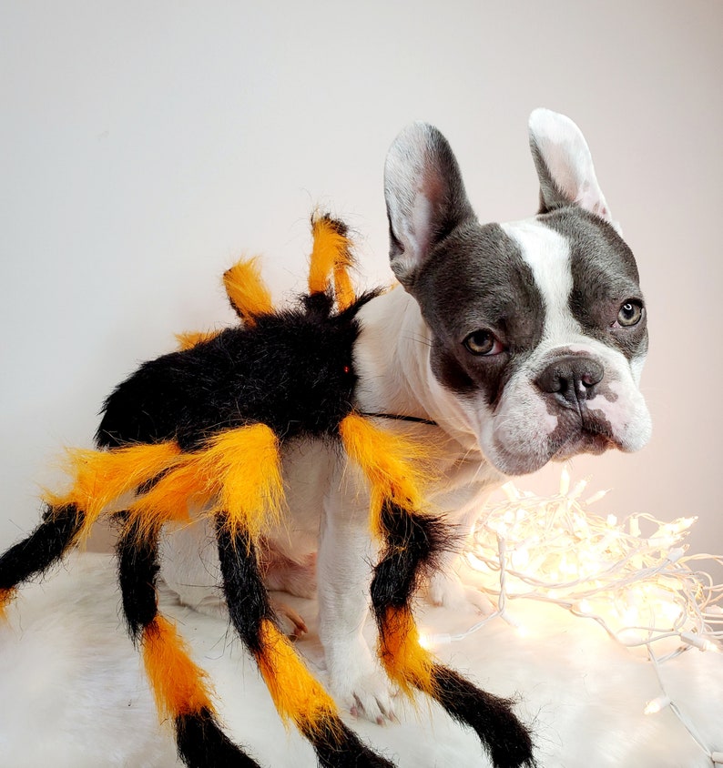 Spider costume for pets / Halloween costume/Dog costume/ image 3