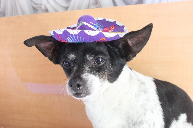 Cute sombrero hat for dog or cat