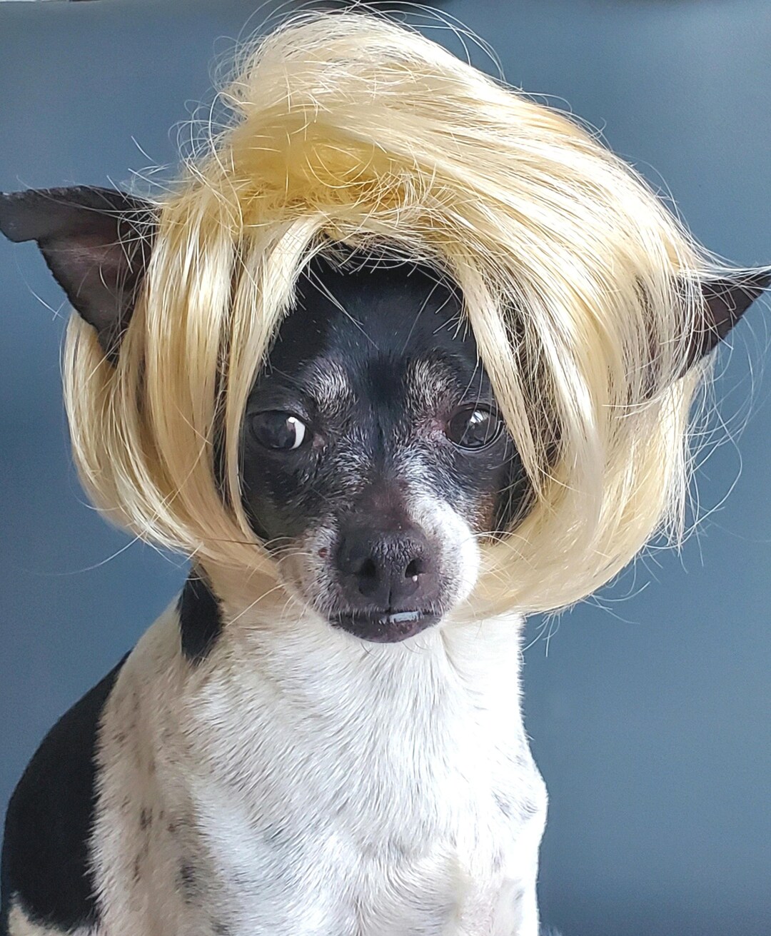 Pet Wig Blond Color for Dog or Cat/halloween Costume