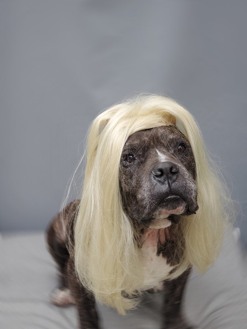 Large Size Blond Color Wig for Large Dog /halloween Dog Wig / Etsy