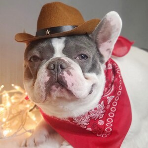 Cowboys hat for large dog /Dog costume /Frenchies cowboy hat / image 9