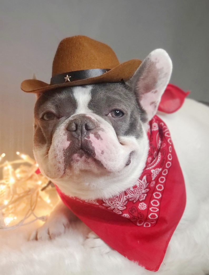 Cowboys hat for large dog /Dog costume /Frenchies cowboy hat / image 9