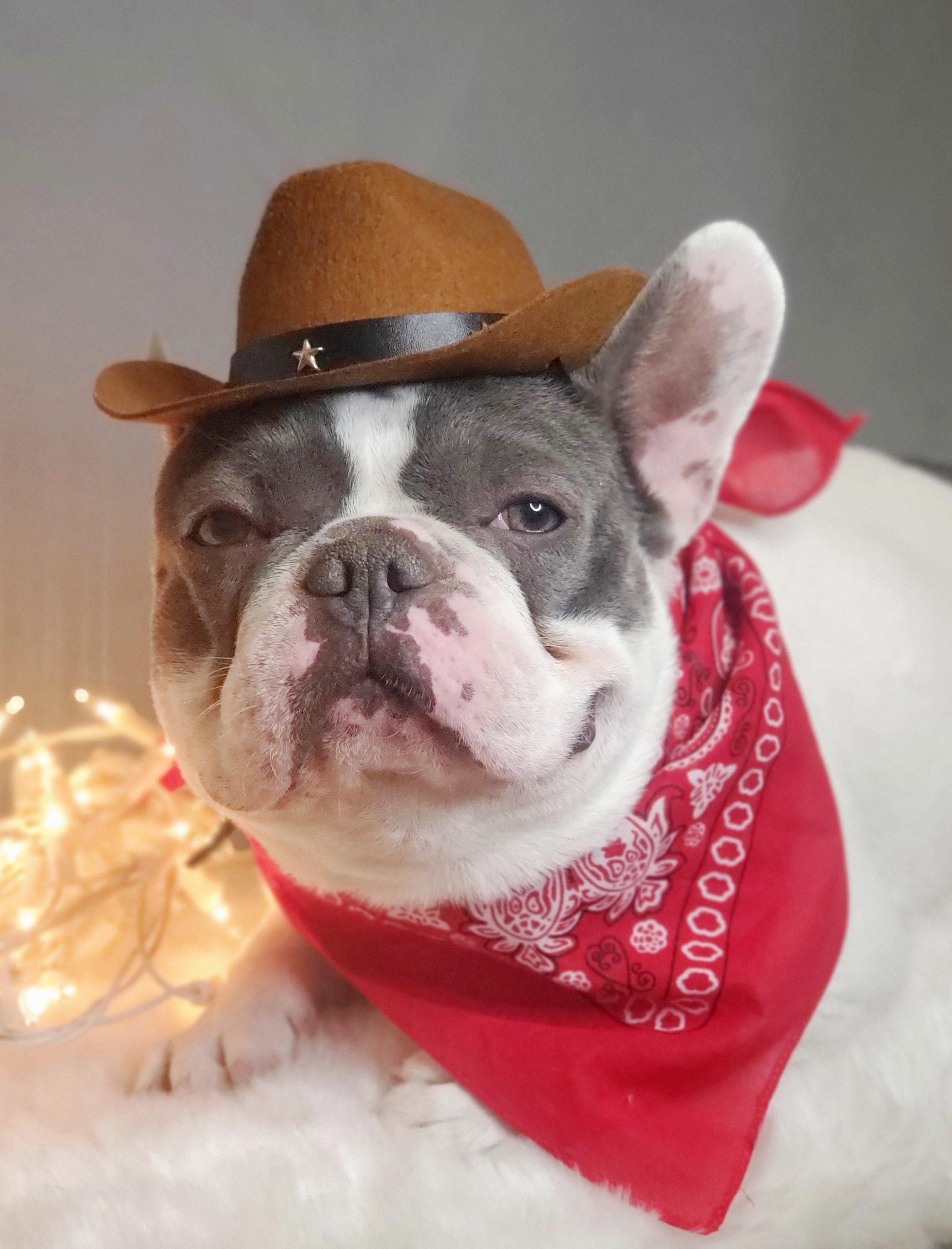 Bulldog cowboy hat sales