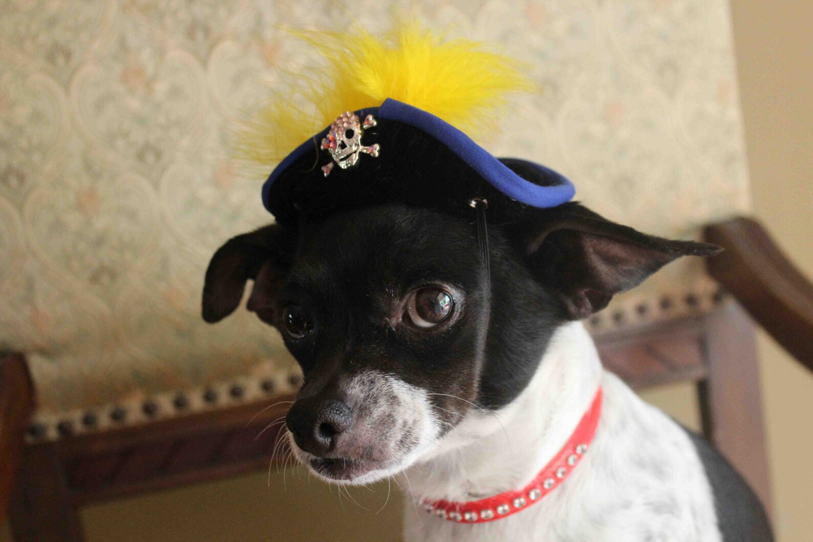 Pirate hat for dog or cat Etsy