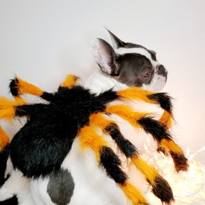 Spider costume for pets / Halloween costume/Dog costume/ Black & Orange