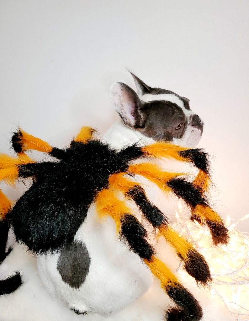 Spider costume for pets / Halloween costume/Dog costume/ Black & Orange