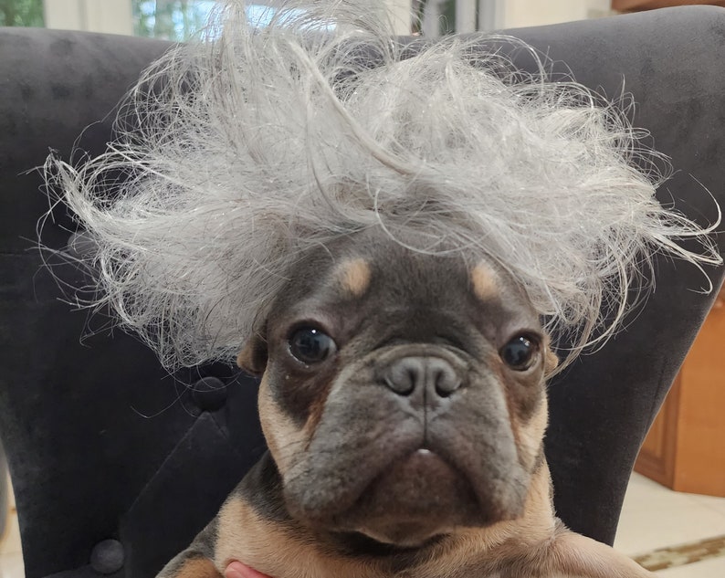 Beetlejuice wig for dog /Grey color wig / Halloween pet wig / Costume dog wig / image 4