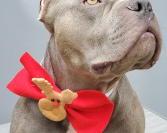 Red  color Bow tie  // Dog Christmas Bow //  Dog Neck Tie || Pet Bow Tie || Dog Clothes