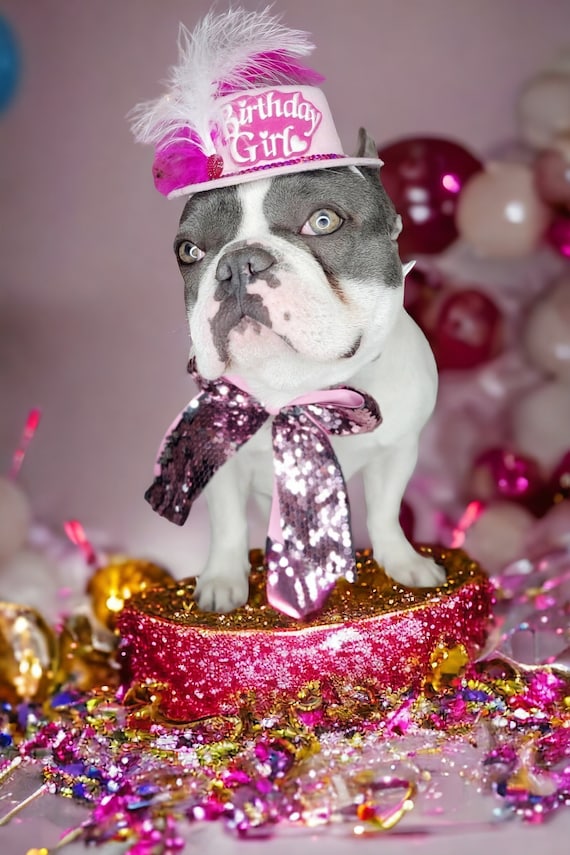 Chapeau D’anniversaire Réglable Pour Chien/chat - Avec Bougie Imprimée, Tissu Doux, Taille Petit/moyen, Rose Ou Bleu - 8