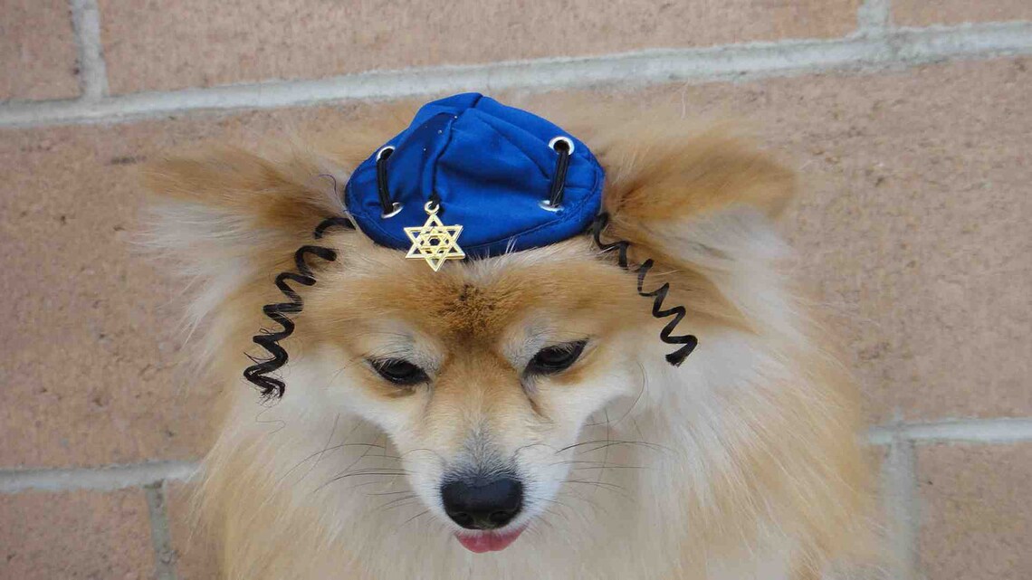 Yamaka Hat for Dog or Cat / Hanukkah Dog Hat / Hanukkah Pet Etsy