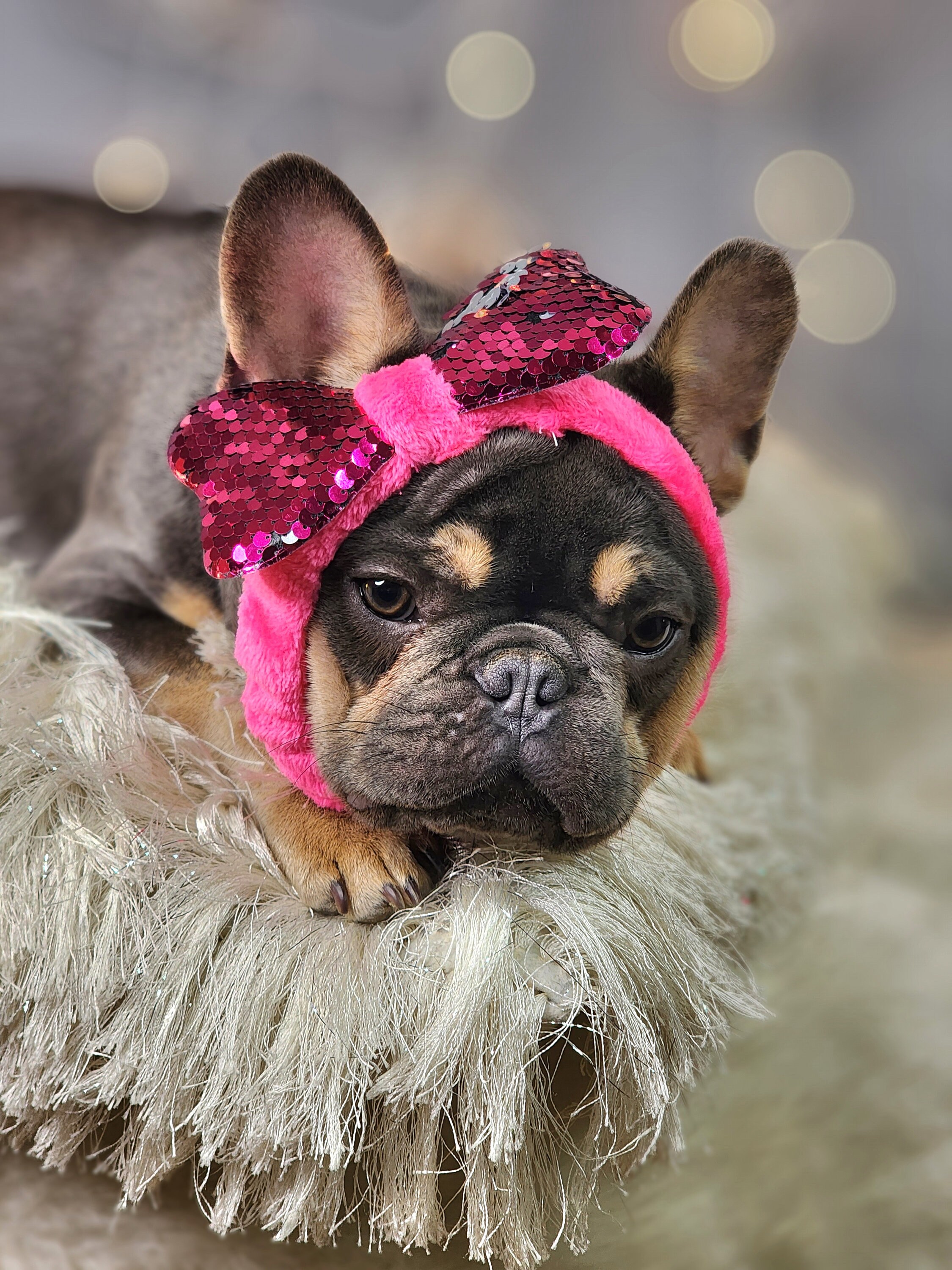 Dog Headband With Sequin Bow, Adjustable Pet Gift - Etsy