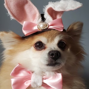 Easter Bunny costume for dogs /Set for your pet Easter Bunny hat  and bow set for dog or cat/Easter Bunny costume for small pet /